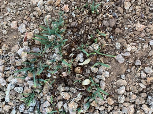 Here's an alt tag for the image: Grasses growing in gravel.