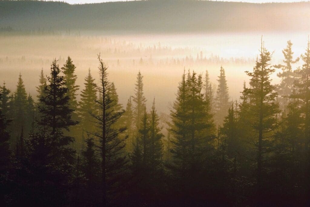 Misty sunrise over evergreen forest.