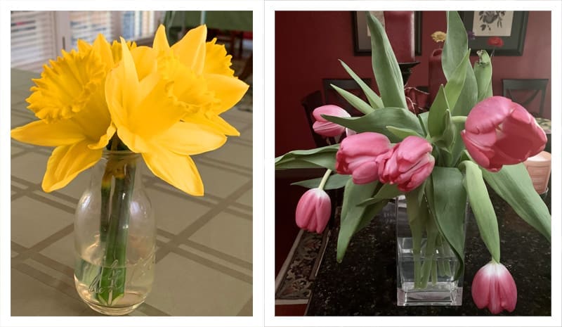 Daffodils and pink tulips in vases.