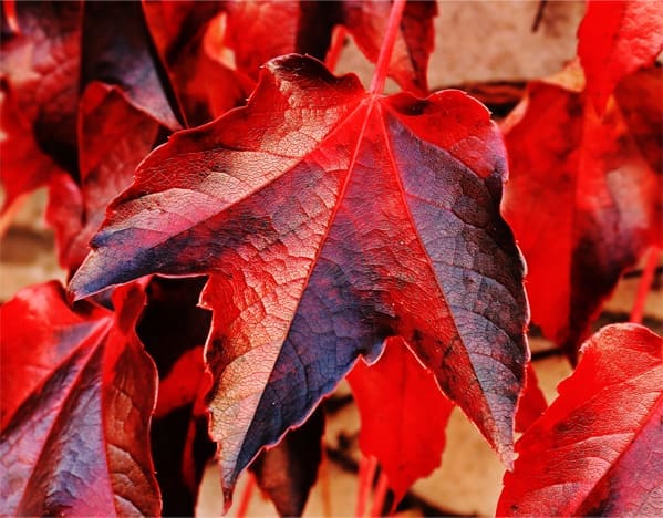 Vibrant red and burgundy autumn leaves.