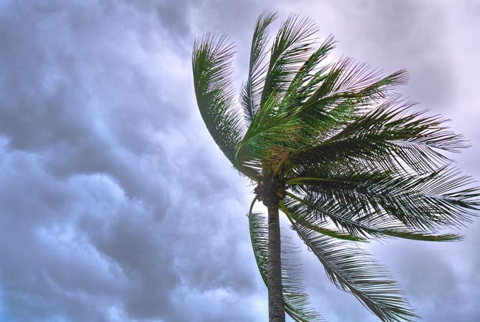 Palm tree bending in strong wind.