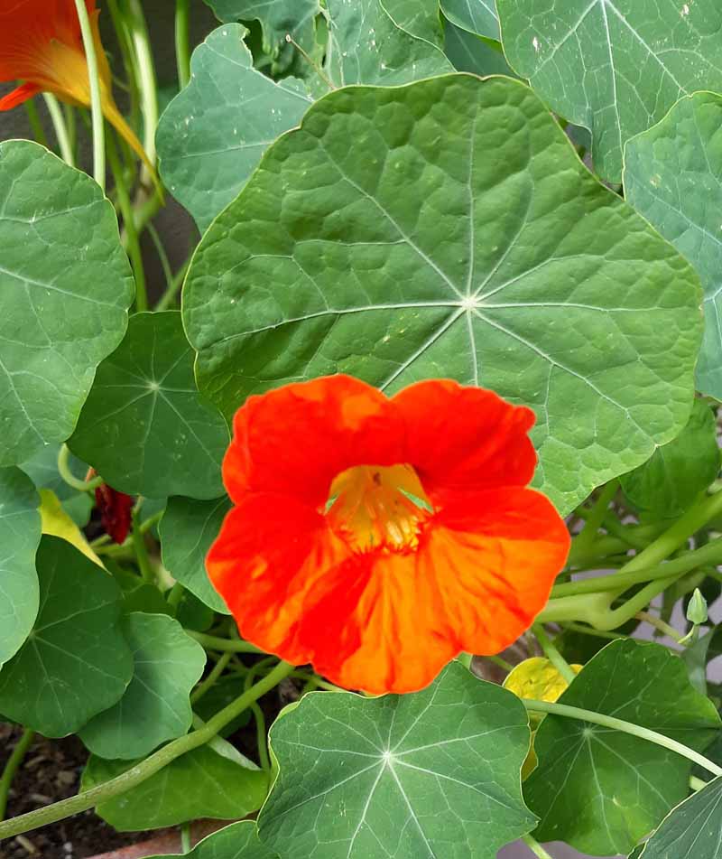 Bright orange nasturtium flower in bloom.