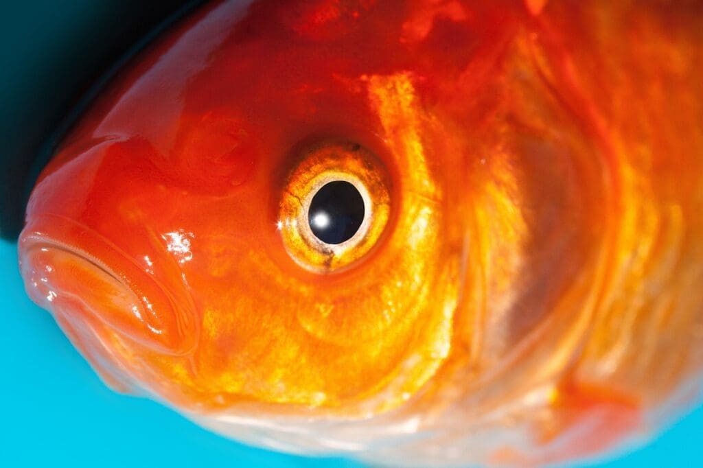 Close-up of an orange Koi fish eye.