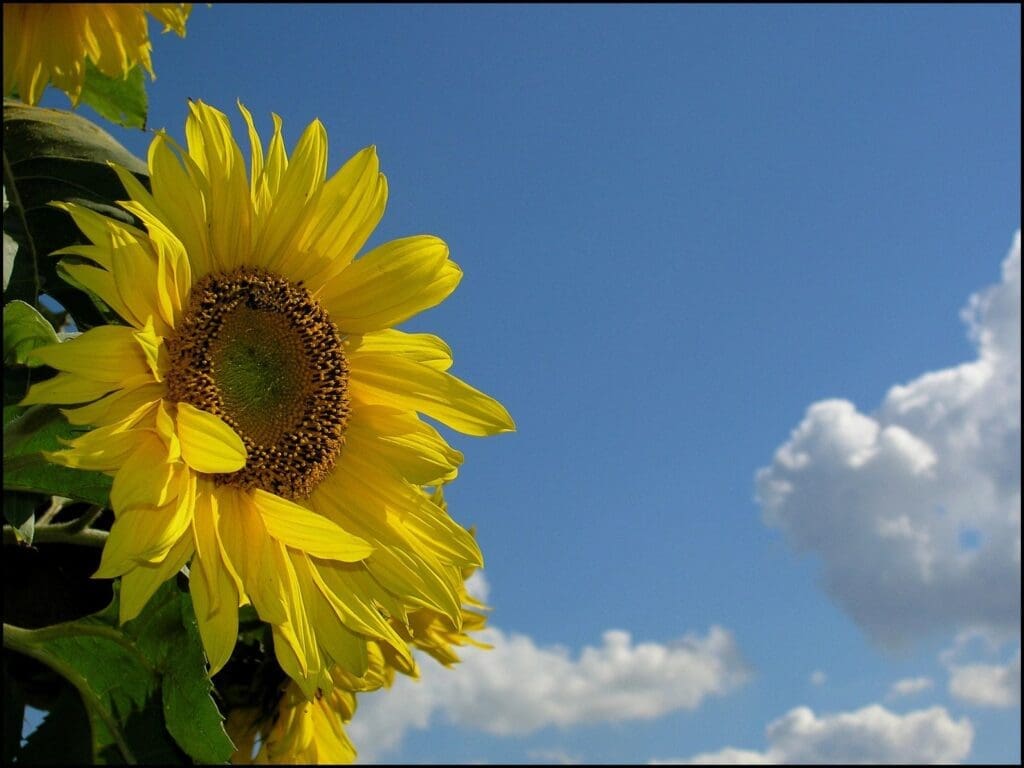 Bright sunflower against a blue sky.