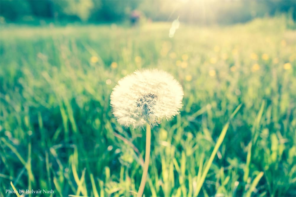 Dandelion seed head in sunny field.