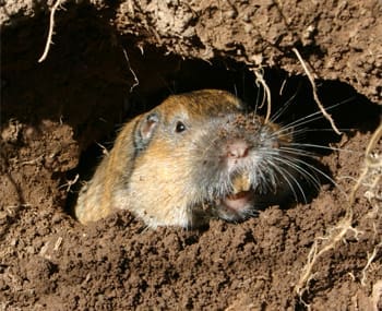 Here's an alt tag for the image: Pocket gopher emerging from burrow.