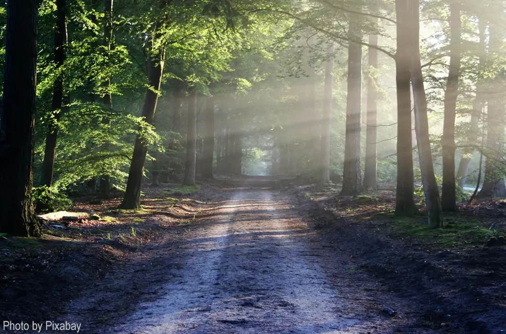 Sunbeams through forest path.