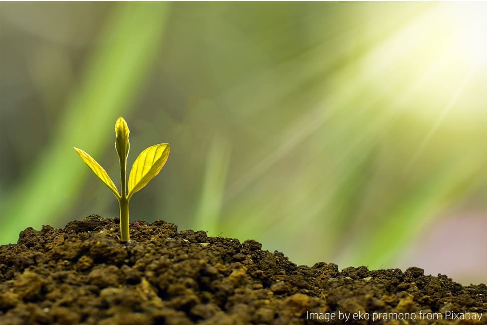 Young plant sprouting in sunlight.
