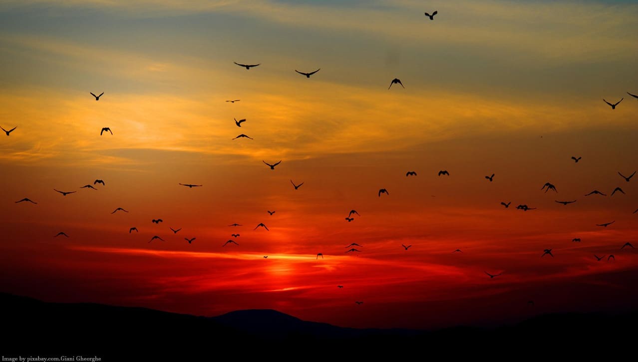 Sunset sky with silhouette of flying birds.